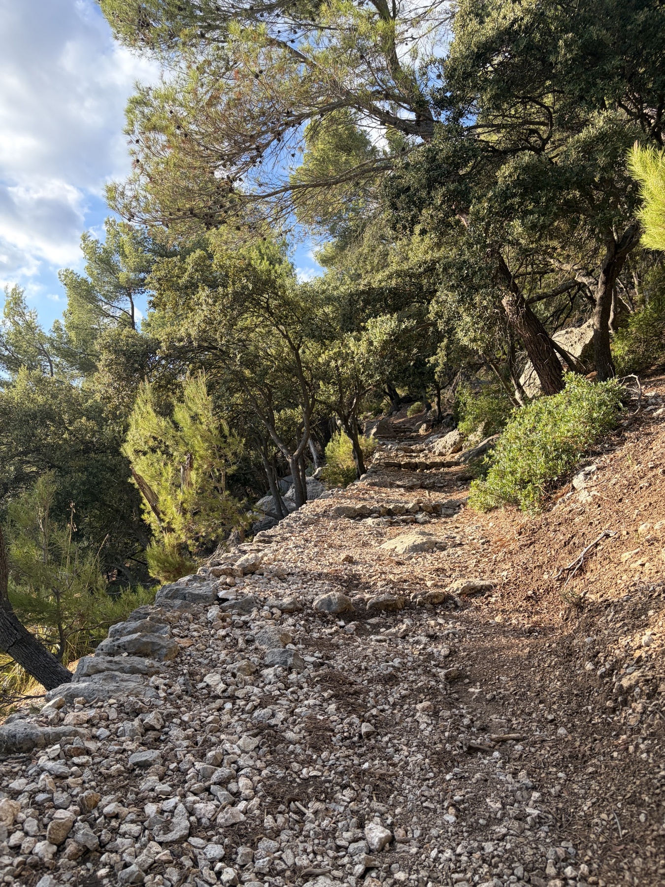 El camino rocoso asciende entre los árboles hacia el Castell