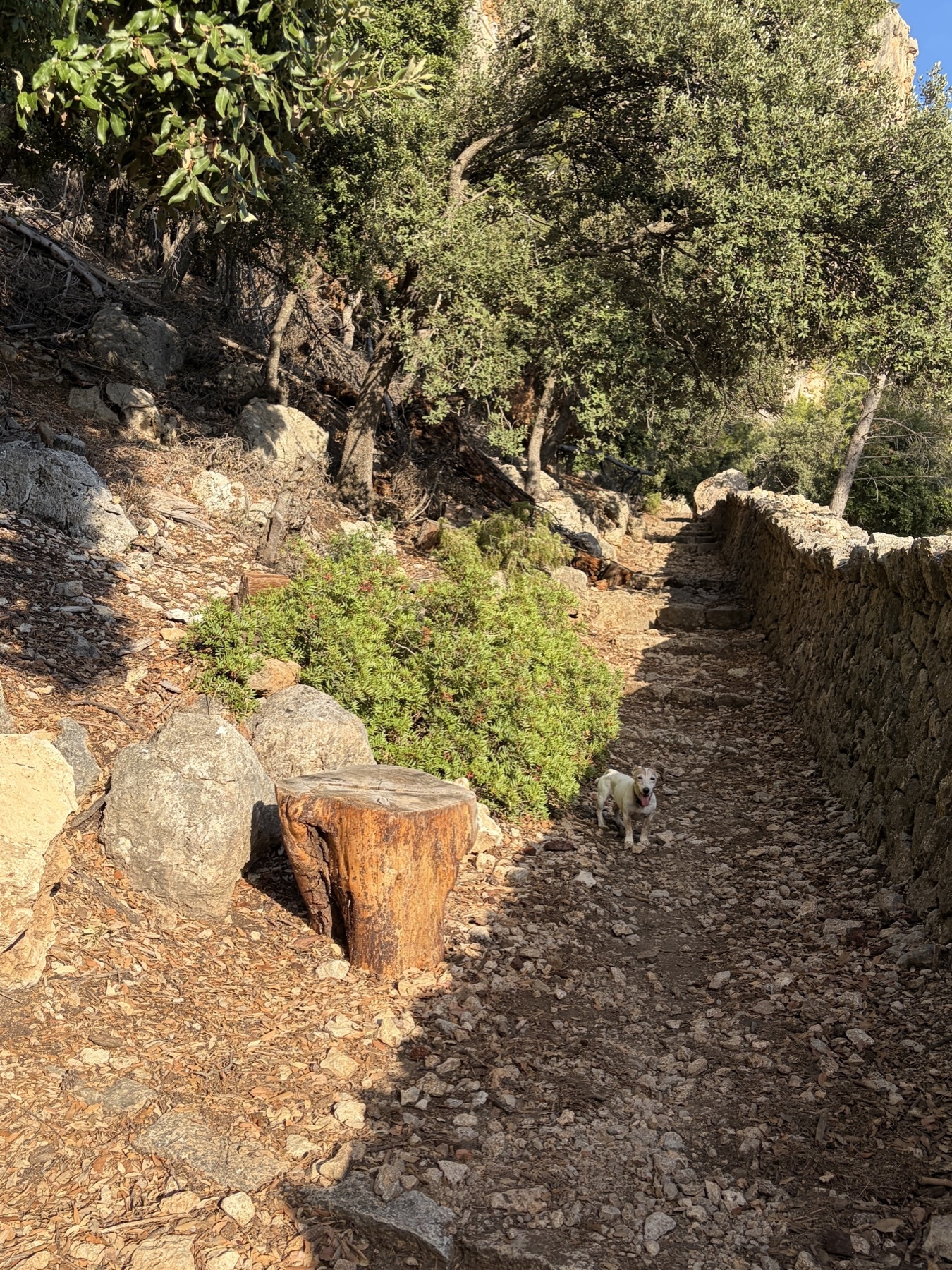 Kiwi en el camino de piedra que sube al Castell d’Alaró