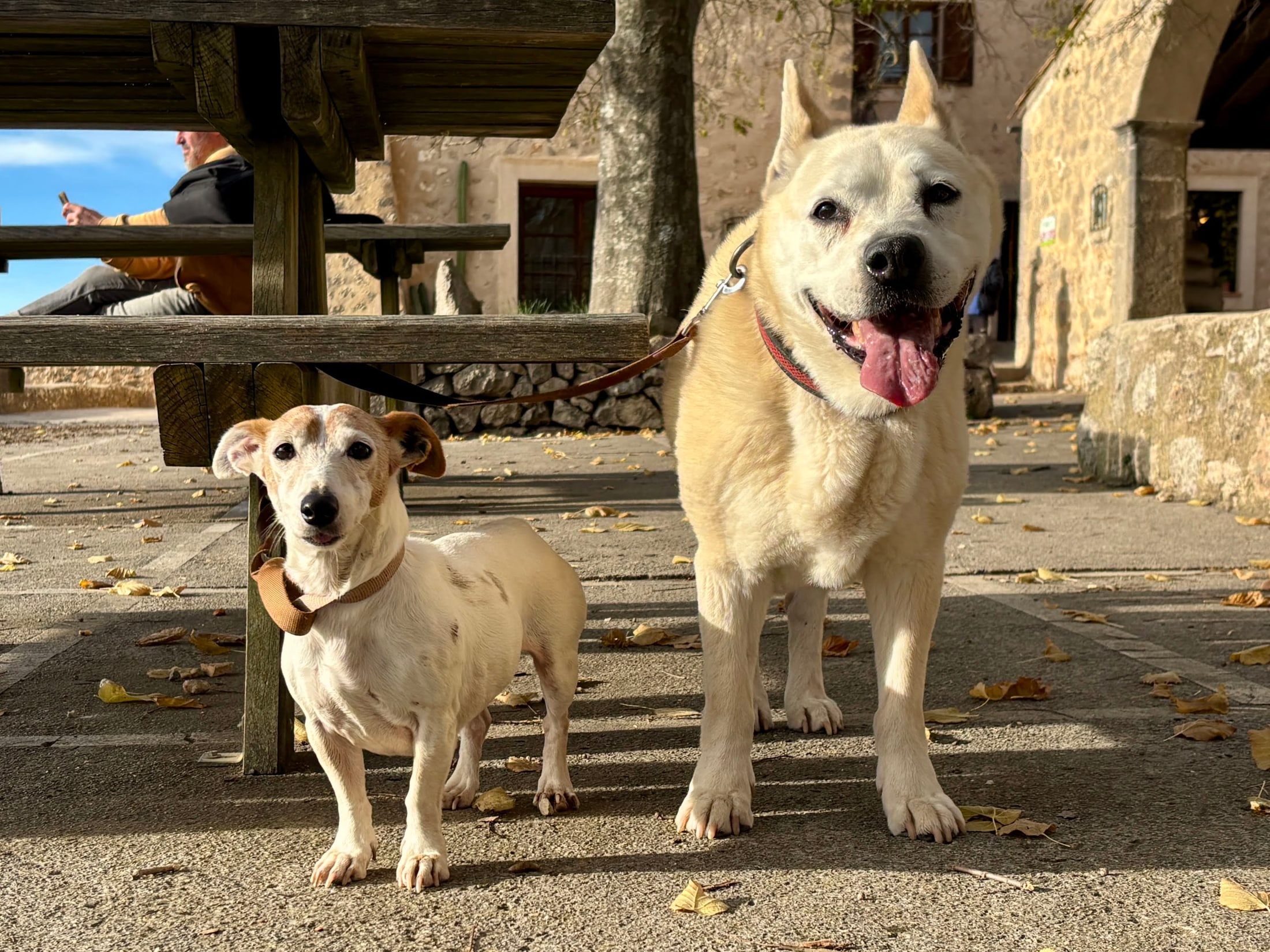 Rupi junto a otro perro en una plaza de piedra
