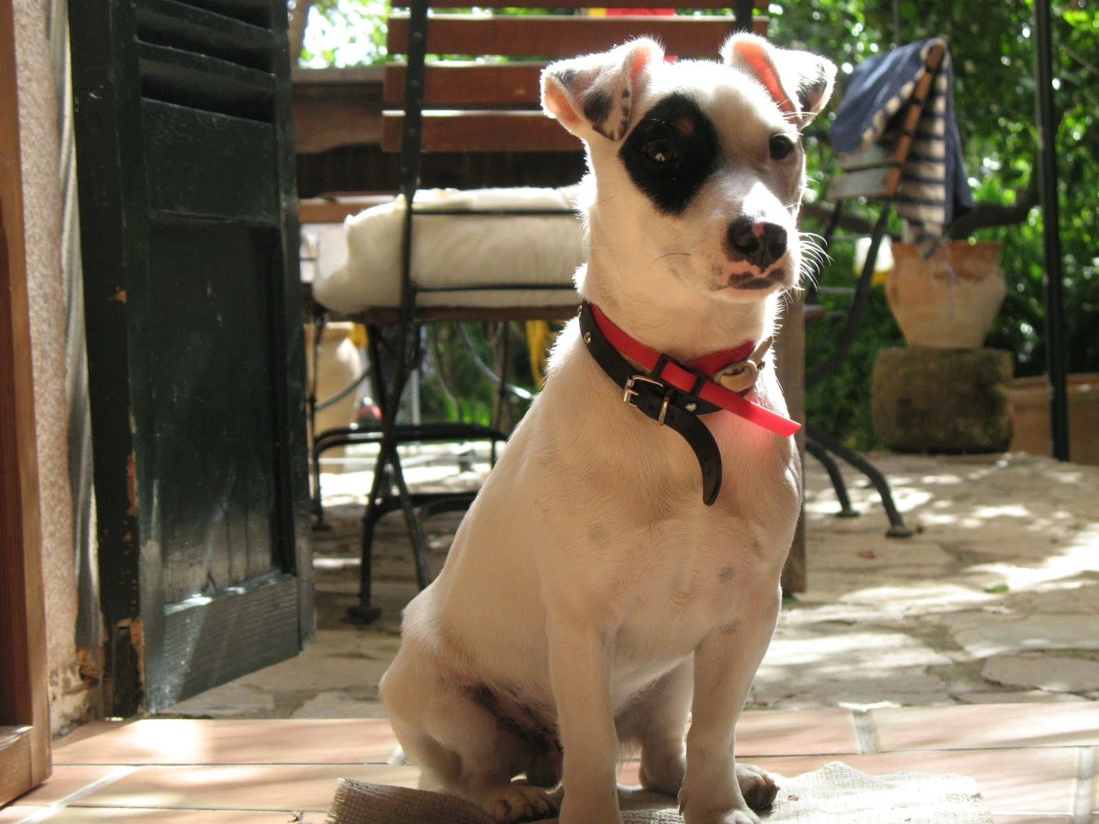 Rupi de cachorro sentado junto a una puerta abierta